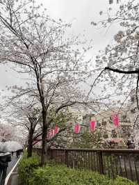 【🇯🇵】目黒川でお花見🌸