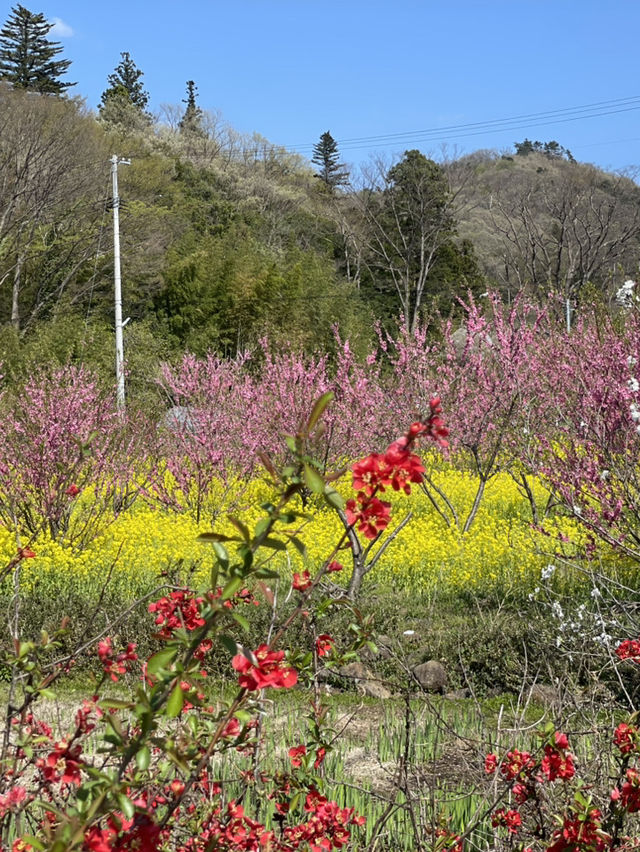 【福島×春旅】 70年以上かけ華族で作った花見山公園