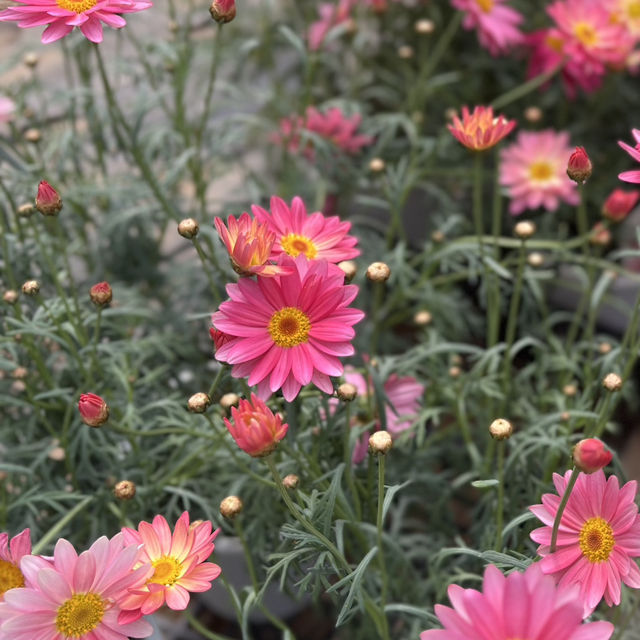 【千葉】道の駅おおつの里🌸
