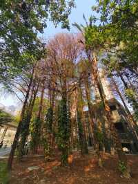 深圳其中一個最漂亮的大型荷花公園