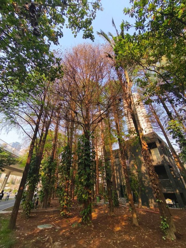 深圳其中一個最漂亮的大型荷花公園