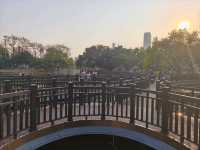 深圳其中一個最漂亮的大型荷花公園