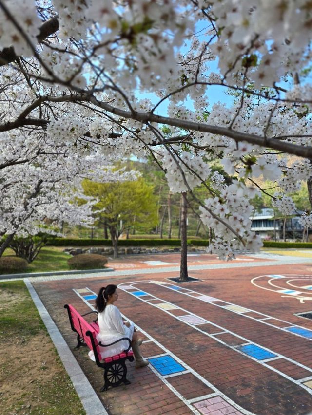 벚꽃향기 가득한 낭만가득 청도여행지🌸