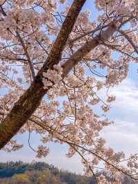 순천 벚꽃 명소🌸