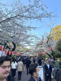日本百大賞櫻勝地🌸東京上野恩𧶽公園🌸