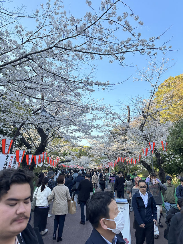 日本百大賞櫻勝地🌸東京上野恩𧶽公園🌸