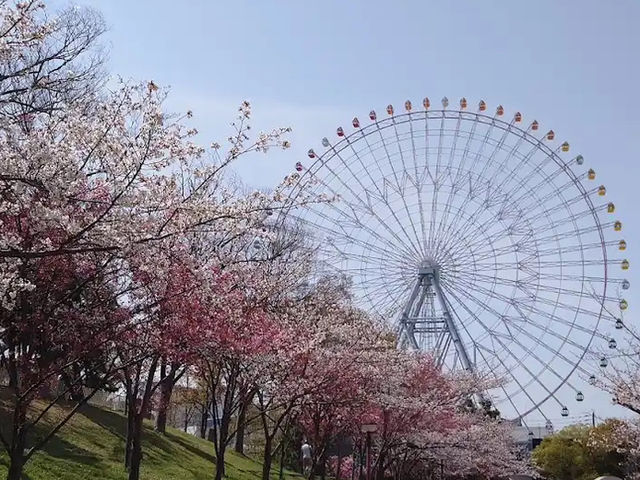 🌸** 天保山摩天輪:櫻花樹和大阪港的絕佳視角**🌸