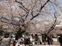 東別院站市集&賞櫻🌸