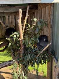 🇦🇺🦘Maru koala and animals park
