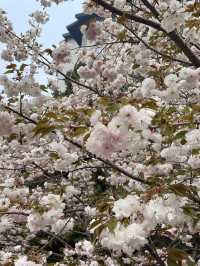 Cherry blossom @ Yuyuantan Park Beijing China