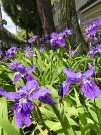 First Blooms of Spring at Goryo Shrine (Kamigoryo Shrine)