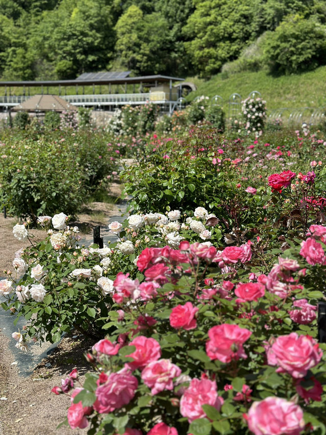 【岐阜】ローズテラスとバラ回廊 四季咲きの薔薇と山々の景色