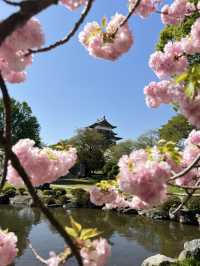 【長野】今だけ!!お城と桜の超穴場スポット
