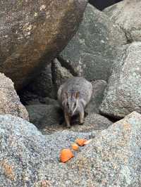 野生のワラビーに遭遇できる【Rock Wallabies】🦘❤️