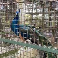 Sunday Morning at Ragunan Zoo