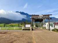 🐄 A Day at Ladang Tenusu Desa Cattle: Cows, Chaos & Cheese! 🧀