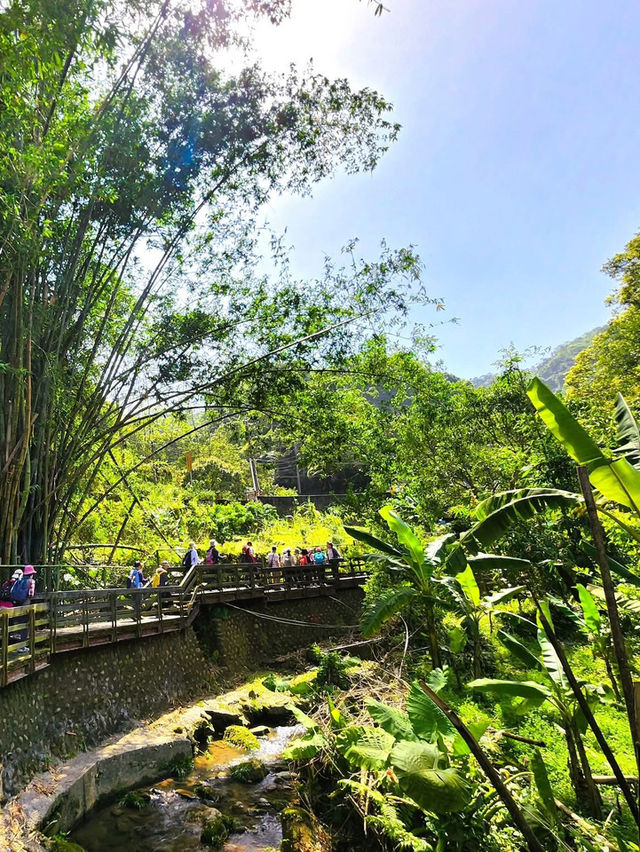 承天禪寺步道走向桐花公園賞油桐花