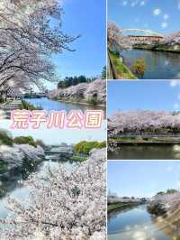荒子川公園-綿延不斷的櫻花樹，形成了一條壯觀的櫻花道