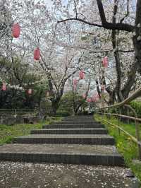 Oyama Ryokuchi Park大山緑地🌸🩷