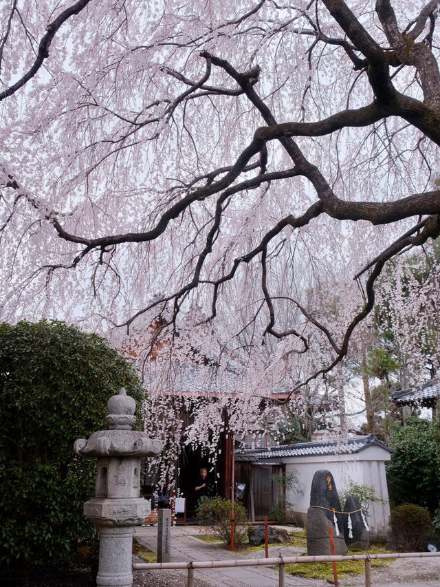 Kyoto’s Hidden Cherry Blossom Waterfall—Unbelievably Beautiful! 🌸💫