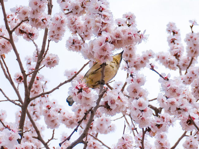  “Campus in Bloom: The Cherry Blossom Charm of Shanzhou University”