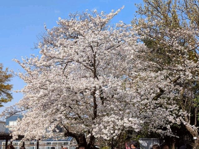 小石川植物園，東京大學附屬的賞櫻秘境