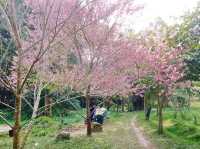 🌸 Khun Chang Khian Cherry Blossoms: Chiang Mai’s Hidden Pink Paradise! 🌸