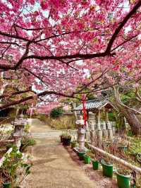 Daiji Temple Sakura | Mie's Coastal Cherry Blossom Sanctuary
