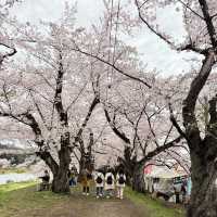 【秋田】武家屋敷通りが美しい桜の名所🌸
