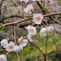 県の天然記念物にも指定されているひょうたん桜