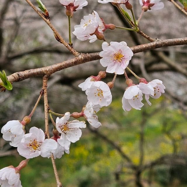 県の天然記念物にも指定されているひょうたん桜