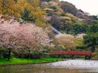 Cherry Blossom Magic at Sankeien Garden: A Springtime Escape in Yokohama
