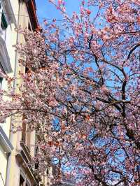 Zurich’s Cherry Blossom Street: Bertastrasse in Full Bloom