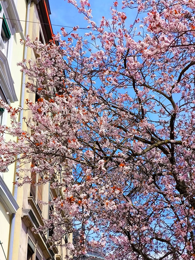 Zurich’s Cherry Blossom Street: Bertastrasse in Full Bloom