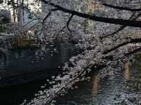 “Midnight Sakura: The River of Light and Silence”