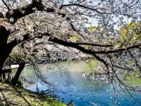 名古屋鶴舞公園，櫻花名所100選的賞櫻勝地