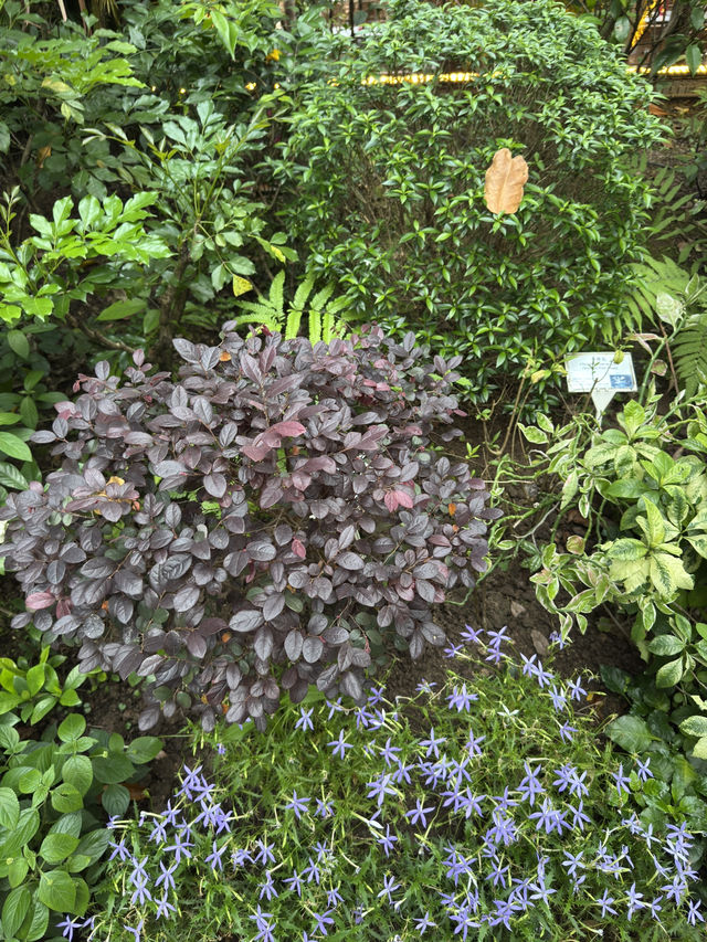 香港公園｜偽櫻花宮粉羊蹄甲