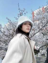 Springtime Magic in Nanchuan-dong: Cherry Blossom Delight
