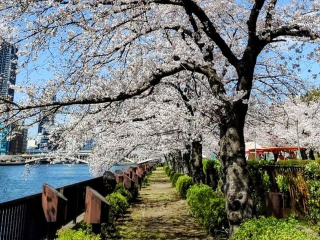 大阪城市綠洲---南天滿公園的櫻花長廊