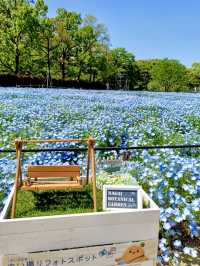 Nemophila & Wisteria Magic at Nagai Botanical Garden