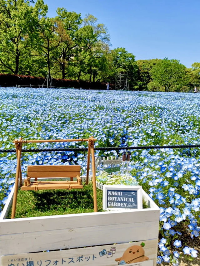 Nemophila & Wisteria Magic at Nagai Botanical Garden