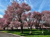 Title: Baroque Elegance in Bloom – Trojský zámek, Prague 