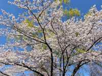 清水沼公園，曾經的沼澤之地，現搖身一變成了公園住宅和賞櫻之所
