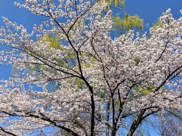 清水沼公園，曾經的沼澤之地，現搖身一變成了公園住宅和賞櫻之所
