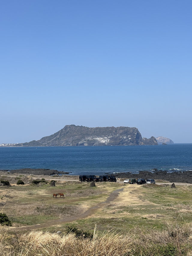 강아지와 함께 제주 여행 섭지코지