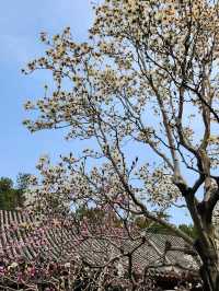 春遊：頤和園的春意