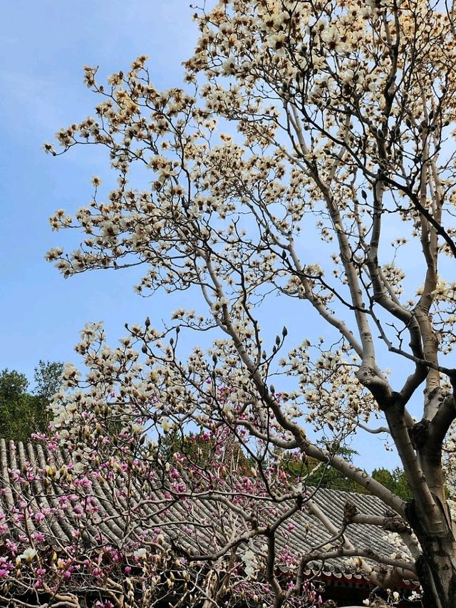 春遊：頤和園的春意