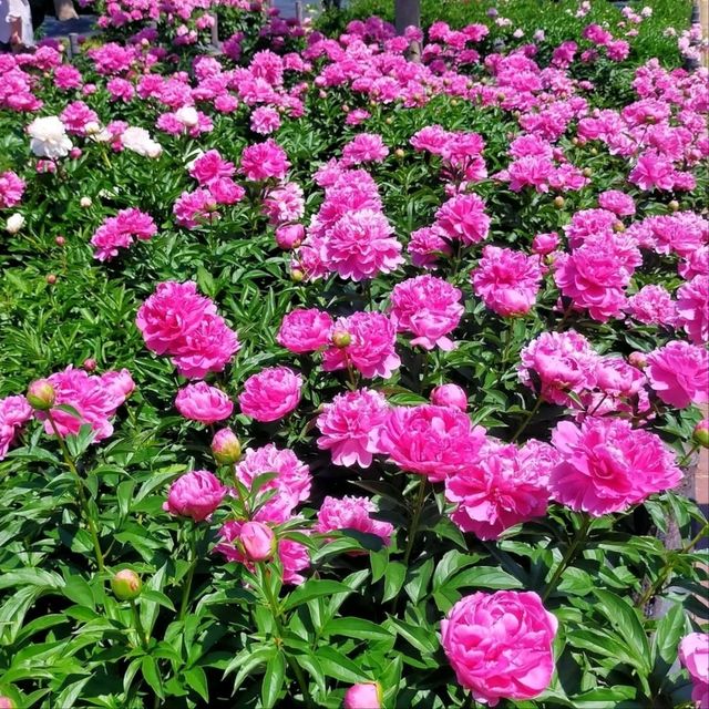 Green Escape in Osaka