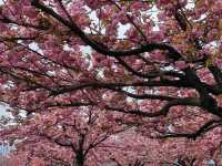 Roosevelt Island’s Final Cherry Blossom Hues