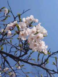 Seongnam: A Harmonious Blend of Tradition and Modernity